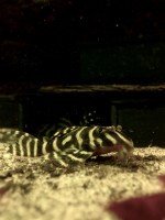 /album/fotogalerij/l401-volwassen-jpg/